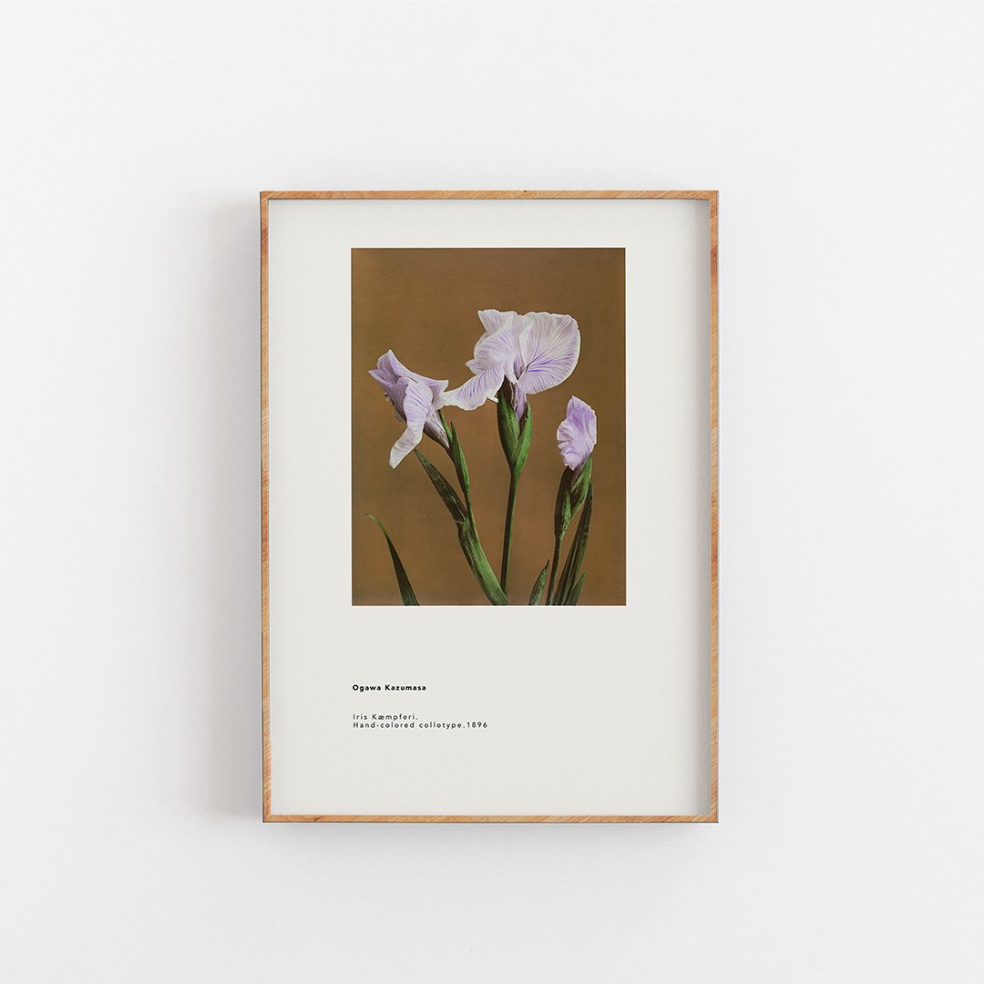 Ogawa Kazumasa - Iris Kaempferi
