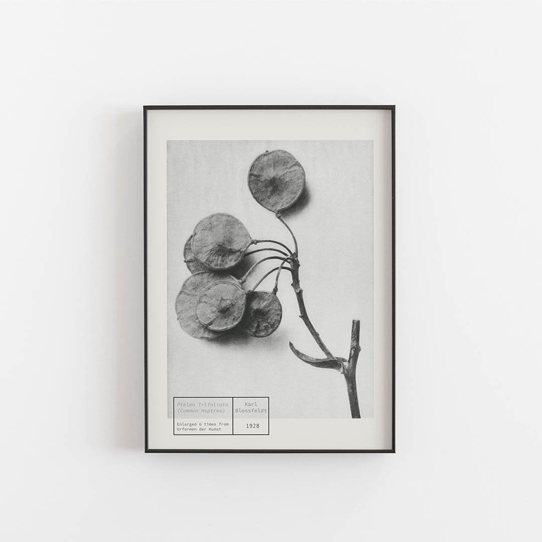 Common Hoptree - Karl Blossfeldt