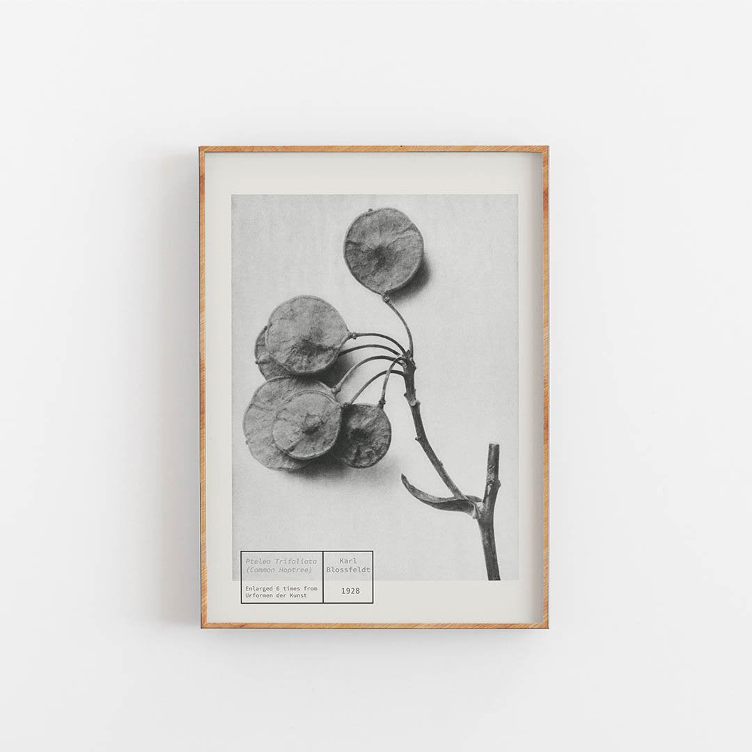Common Hoptree - Karl Blossfeldt