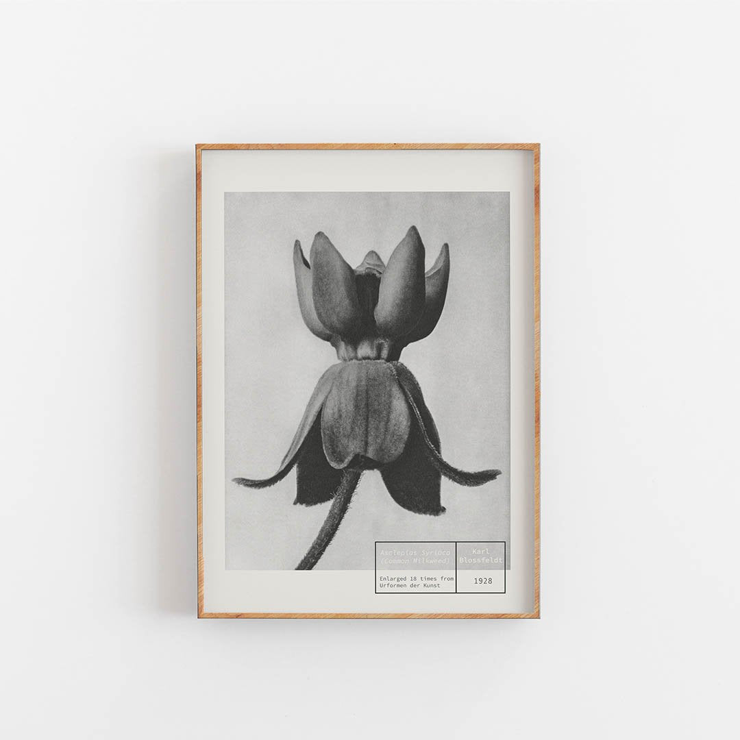 Common  Milkweed - Karl Blossfeldt