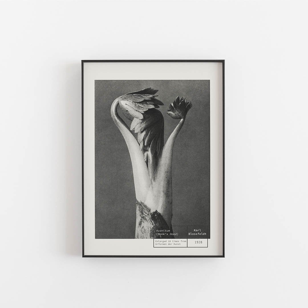 Monk´s Hood - Karl Blossfeldt