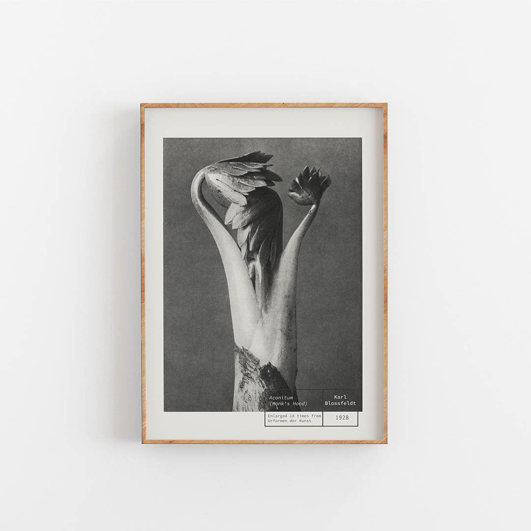 Monk´s Hood - Karl Blossfeldt