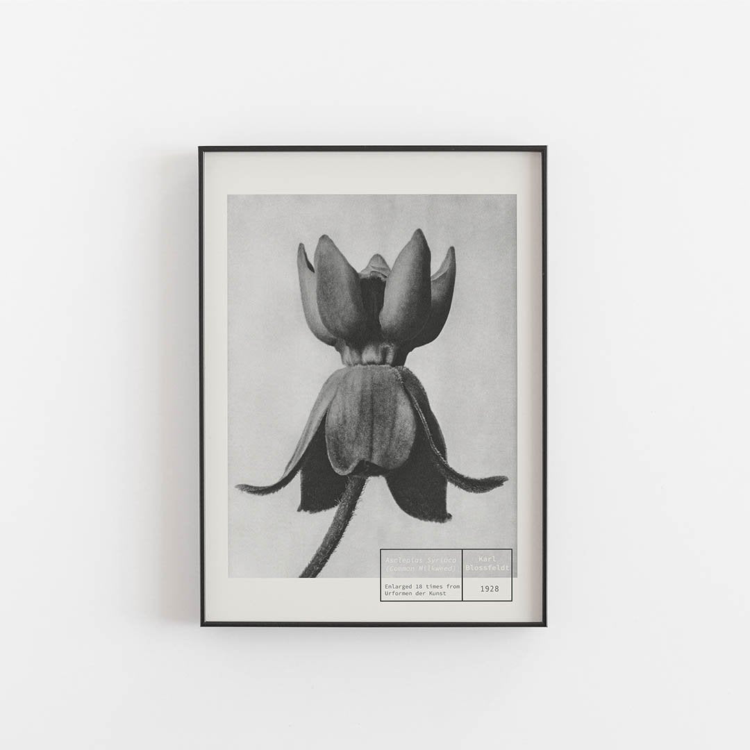 Common  Milkweed - Karl Blossfeldt