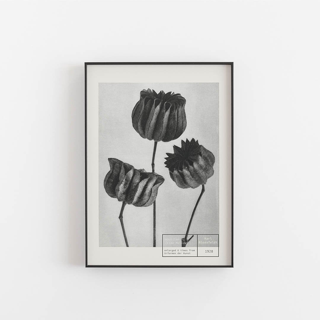 Lime Mallow - Karl Blossfeldt