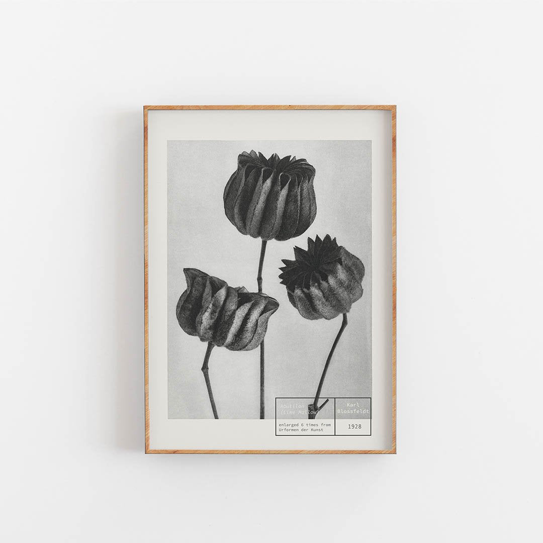 Lime Mallow - Karl Blossfeldt