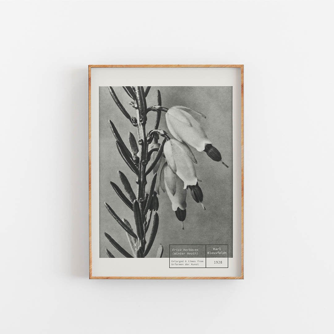 Winter Heart - Karl Blossfeldt