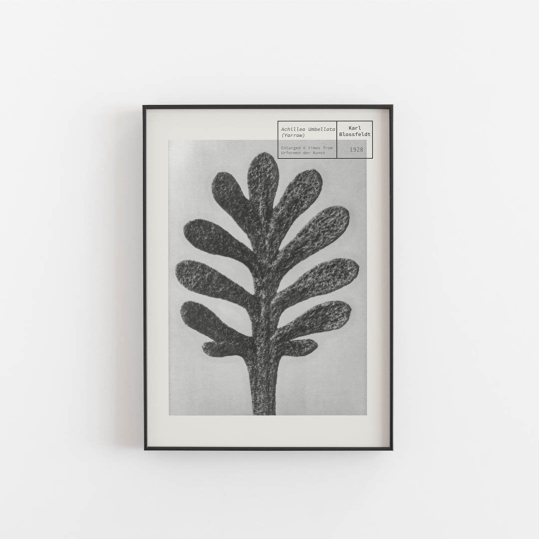 Schafgarbe - Karl Blossfeldt