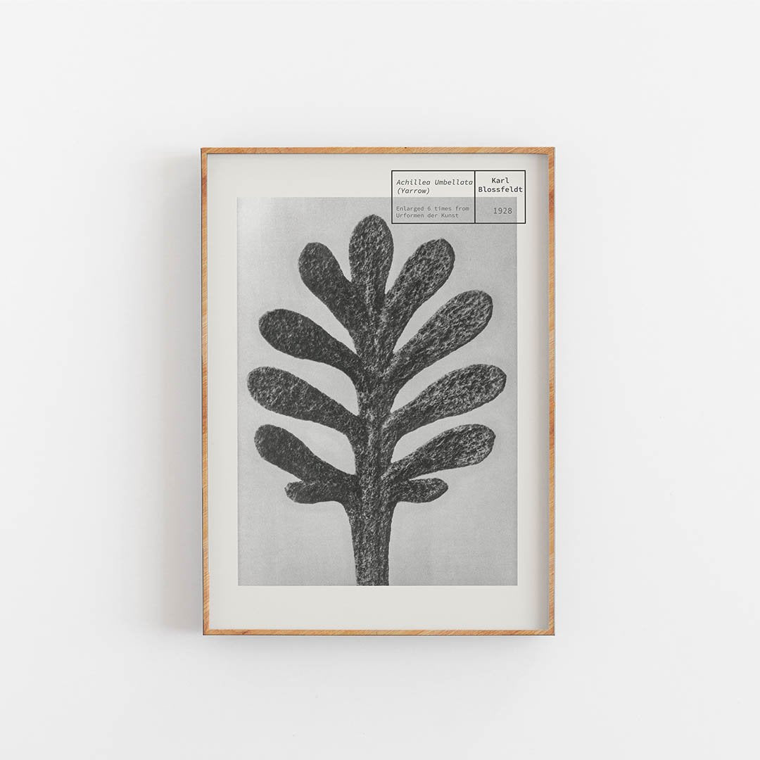 Schafgarbe - Karl Blossfeldt