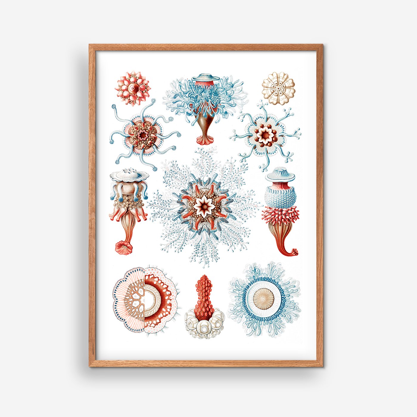 Siphonophorae V - Ernst Haeckel