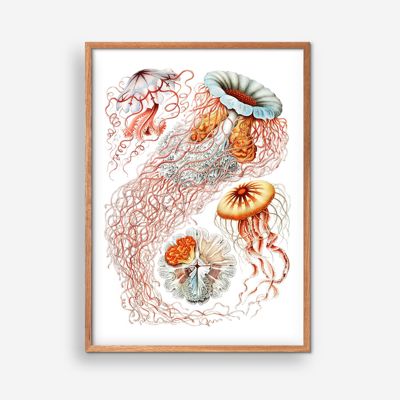 Discomedusae – Ernst Haeckel