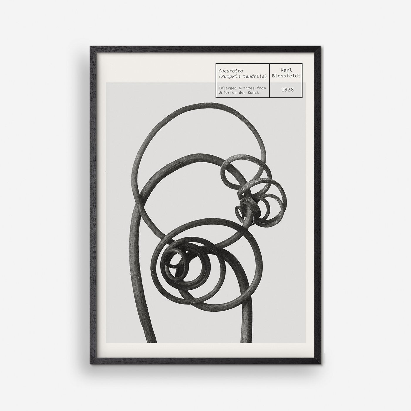 Kürbisranken - Karl Blossfeldt