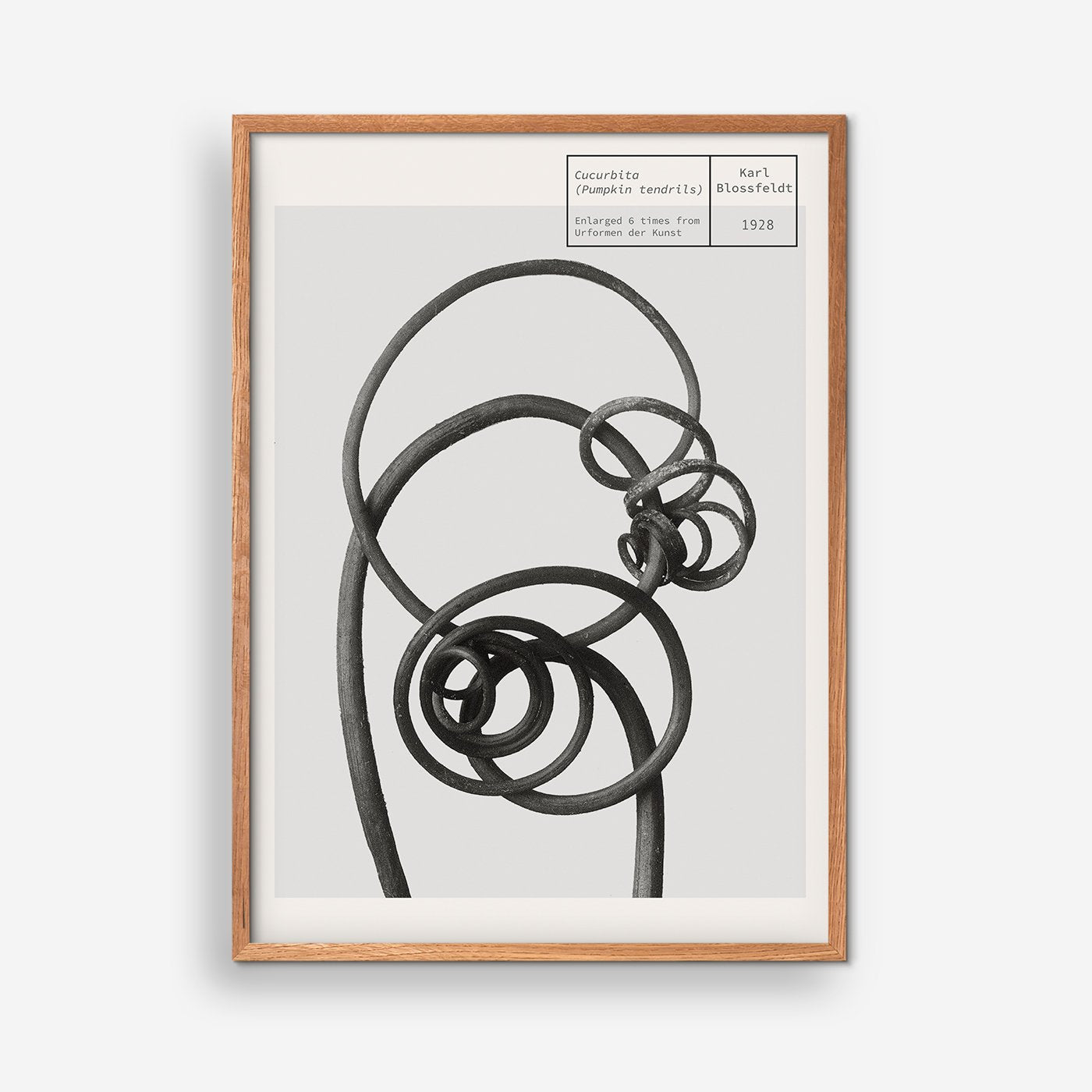 Kürbisranken - Karl Blossfeldt