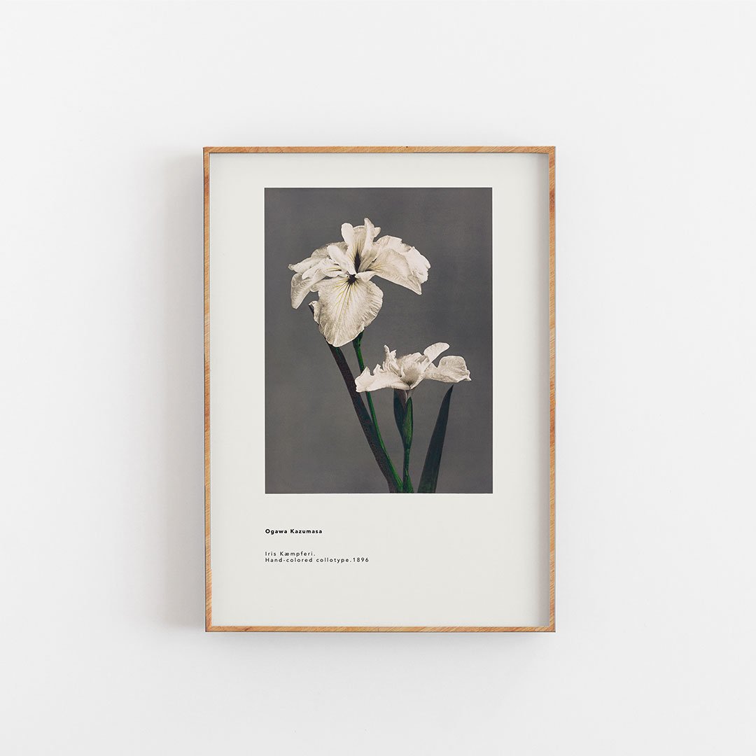 Ogawa Kazumasa - Iris Kaempferi black background