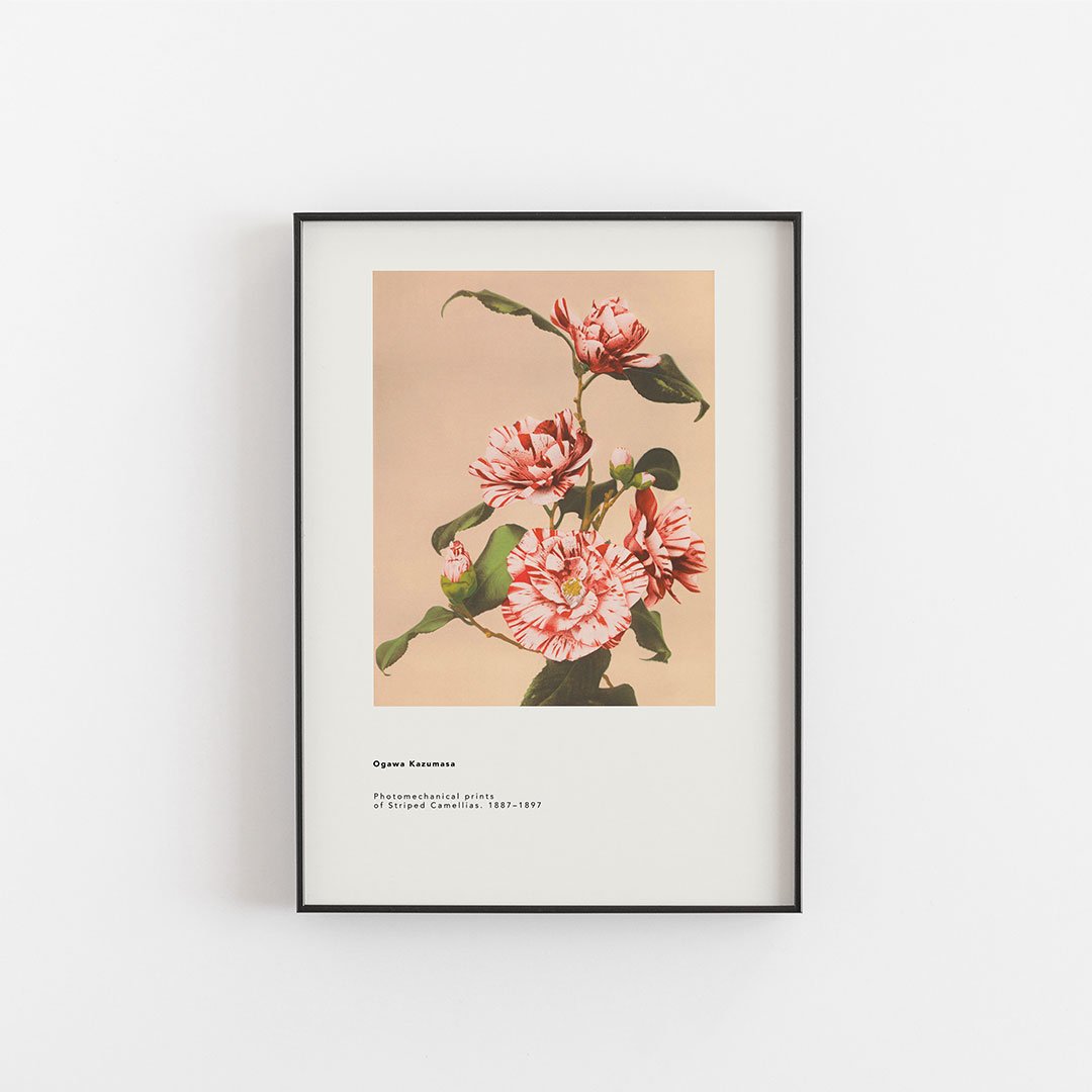 Ogawa Kazumasa - Striped Camilias