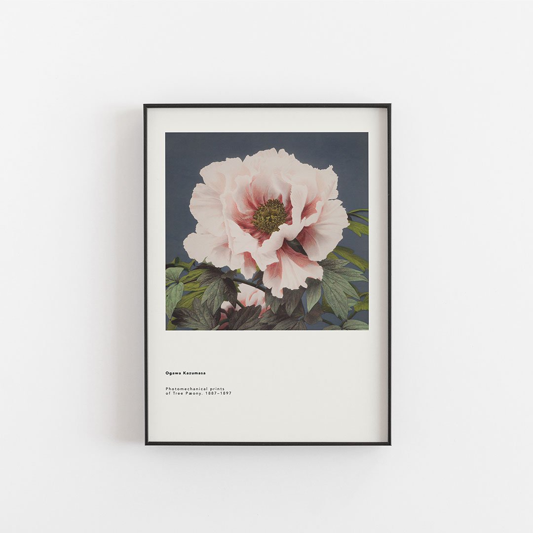 Ogawa Kazumasa - Tree Peaony