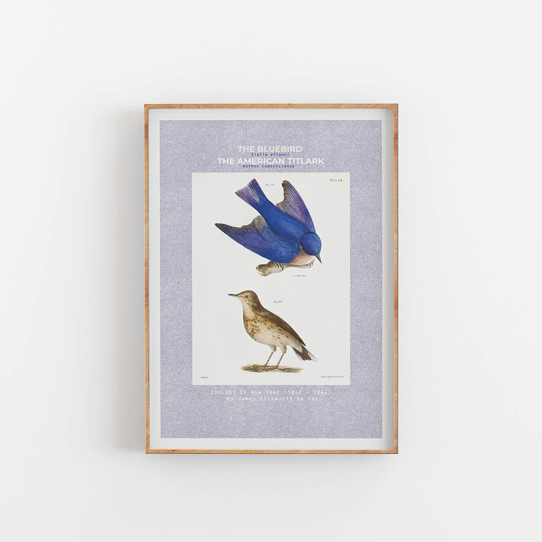 Der Bluebird