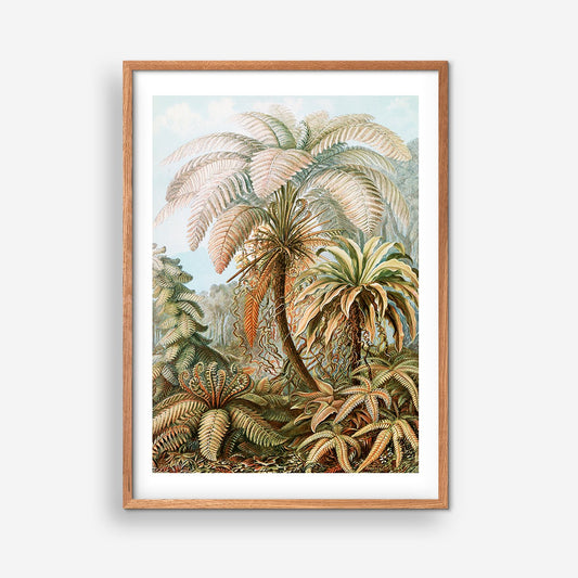 Palmträd - Ernst Haeckel