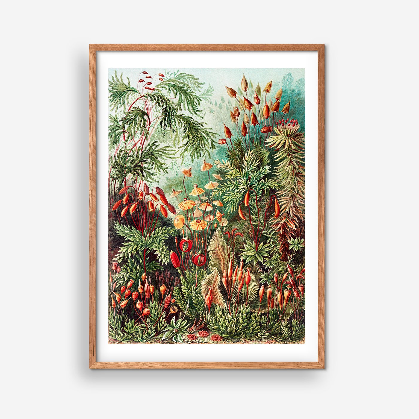 Mushroom Forest - Ernst Haeckel