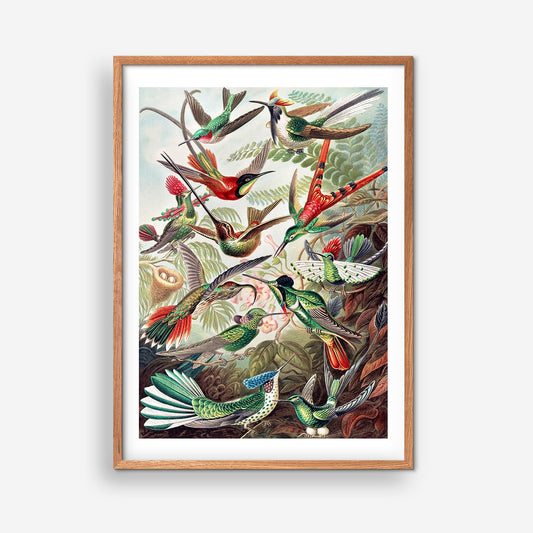 Paradiesvögel - Ernst Haeckel