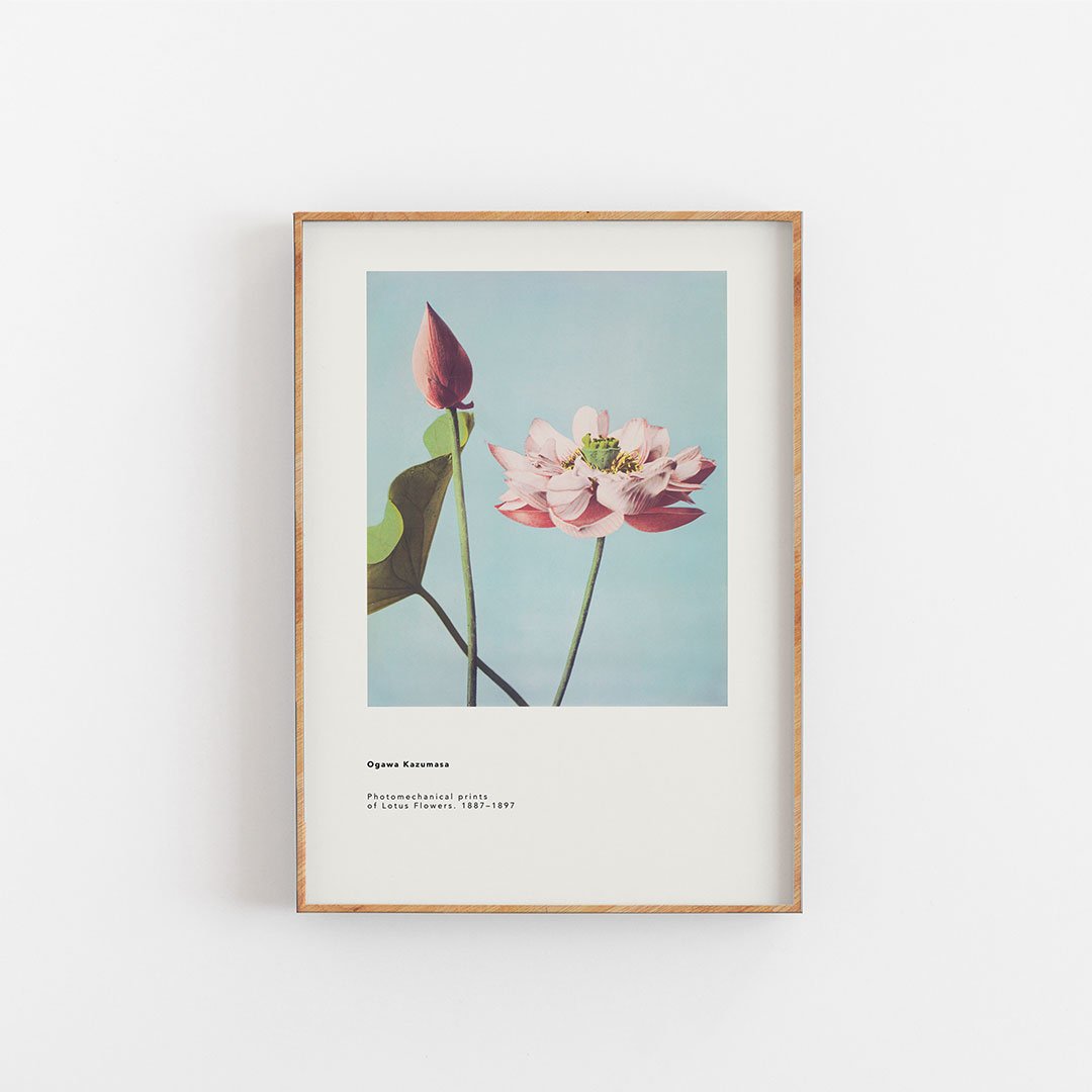 Ogawa Kazumasa - Lotus Flowers